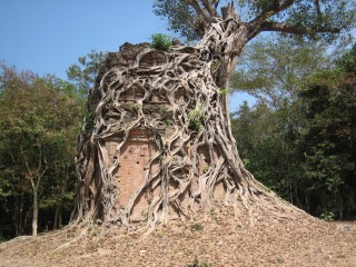 Dieser Baum hat den kleinen Tempel voll im Griff